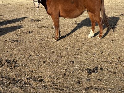 AQHA For Sale Or Trade