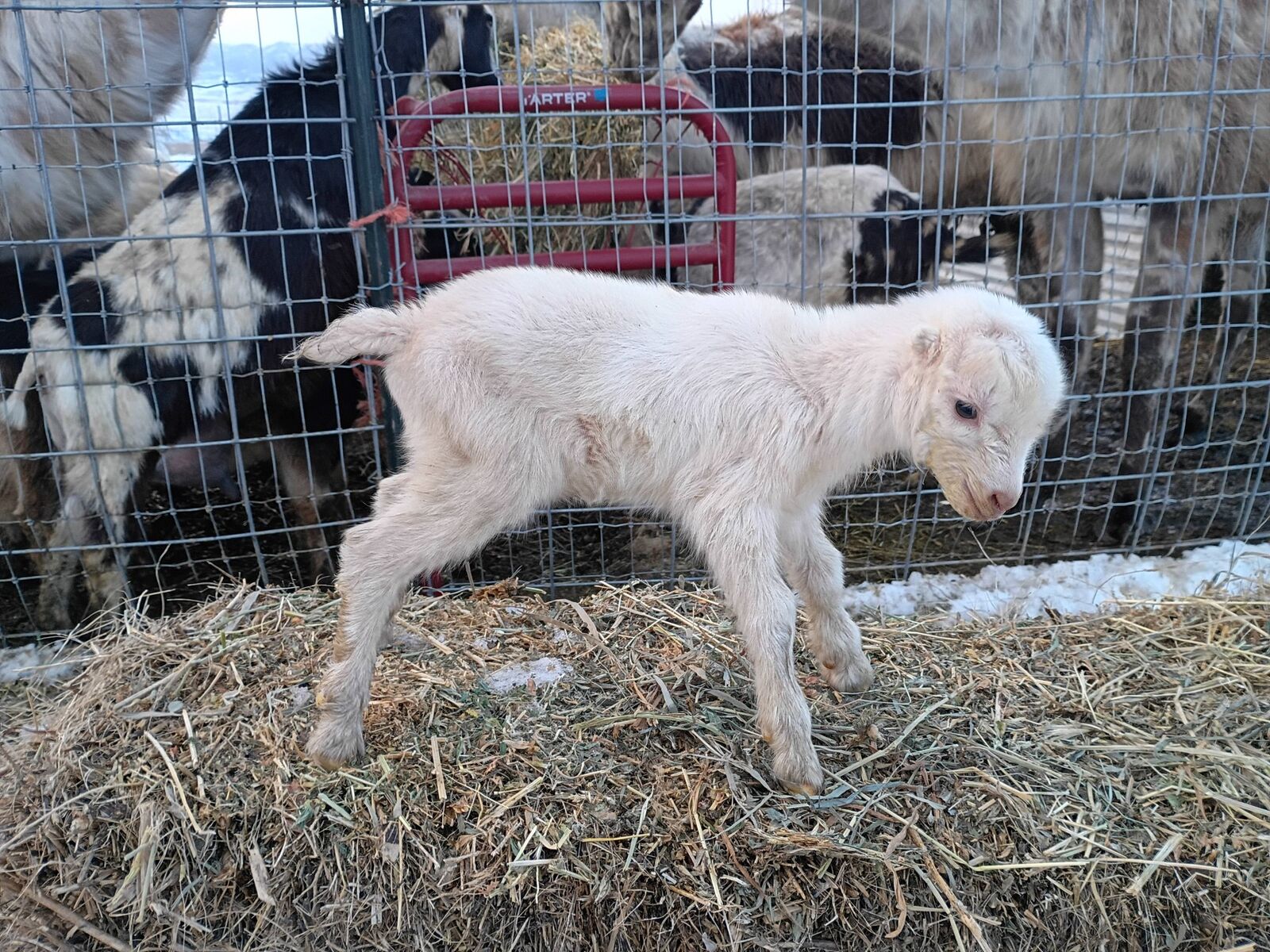 Bottle Bucklings-Great Clover Bud Projects!
