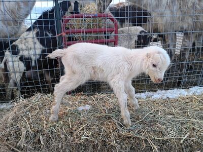 Bottle Bucklings-Great Clover Bud Projects!