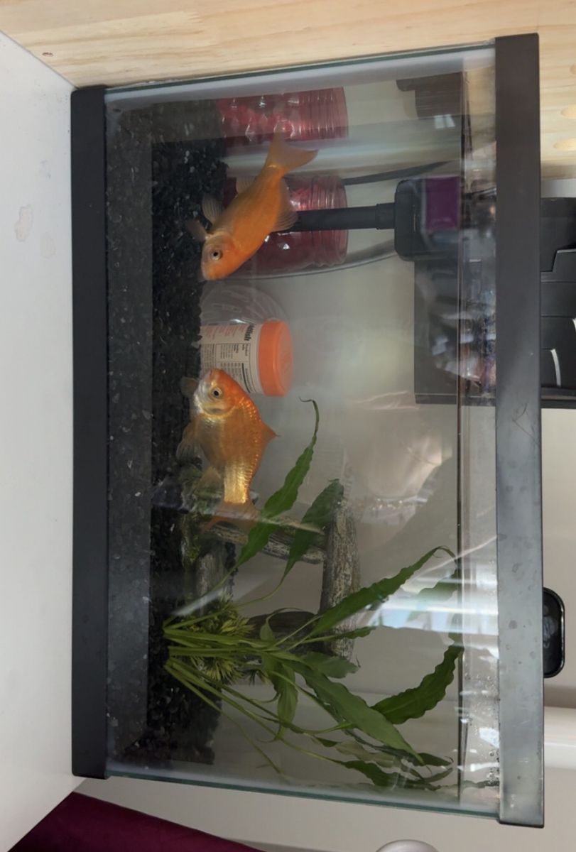 Two fish in need of a good home