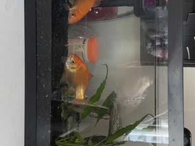 Two fish in need of a good home