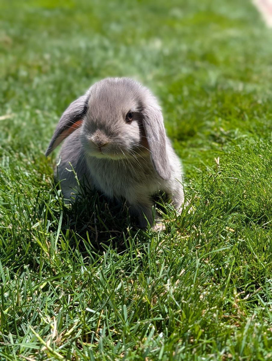 Holland Lop Baby Bunnies