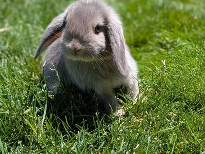 Holland Lop Baby Bunnies