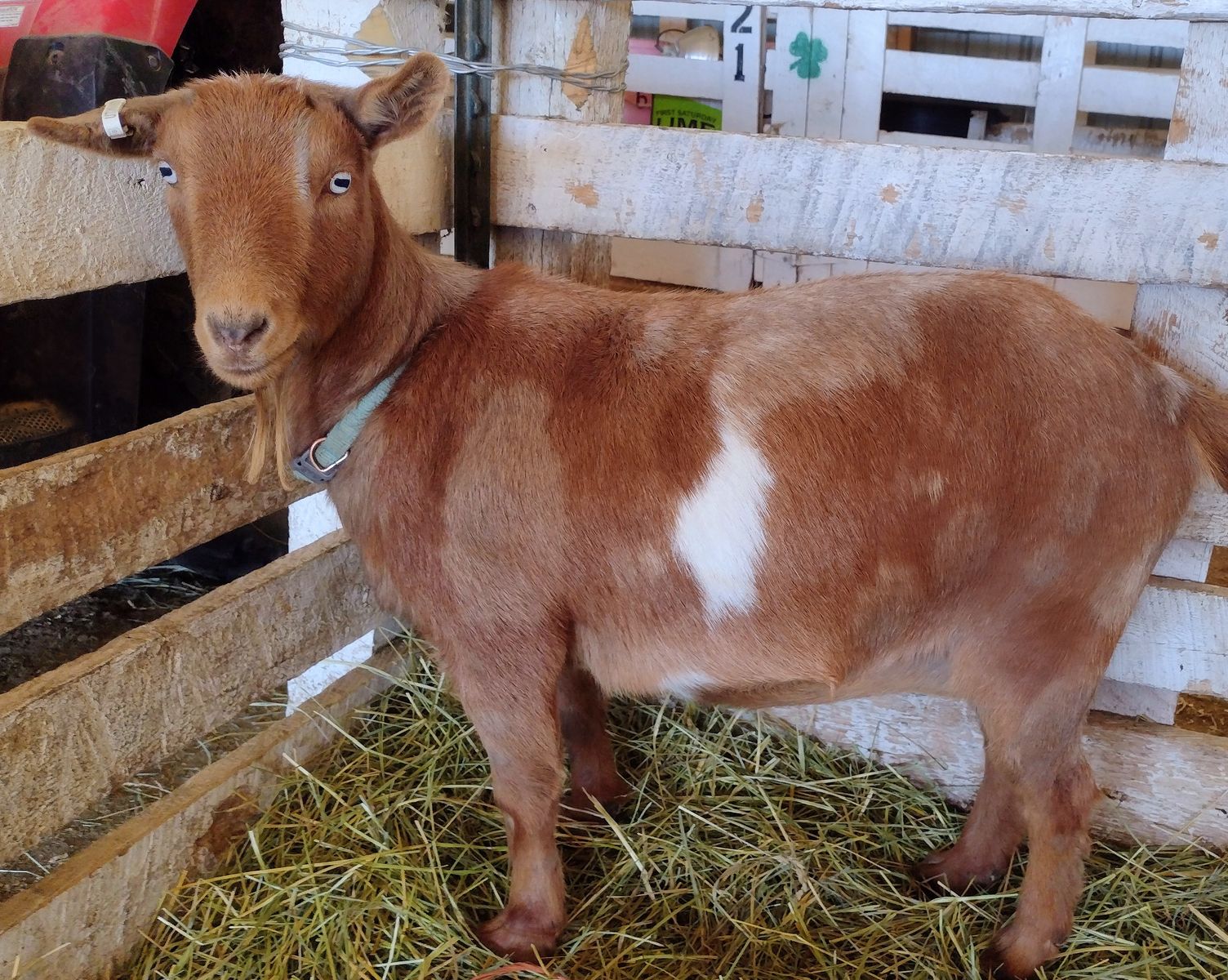 Nigerian Dwarf Doe in Milk and Doeling Kid
