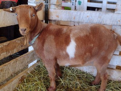 Nigerian Dwarf Doe in Milk and Doeling Kid