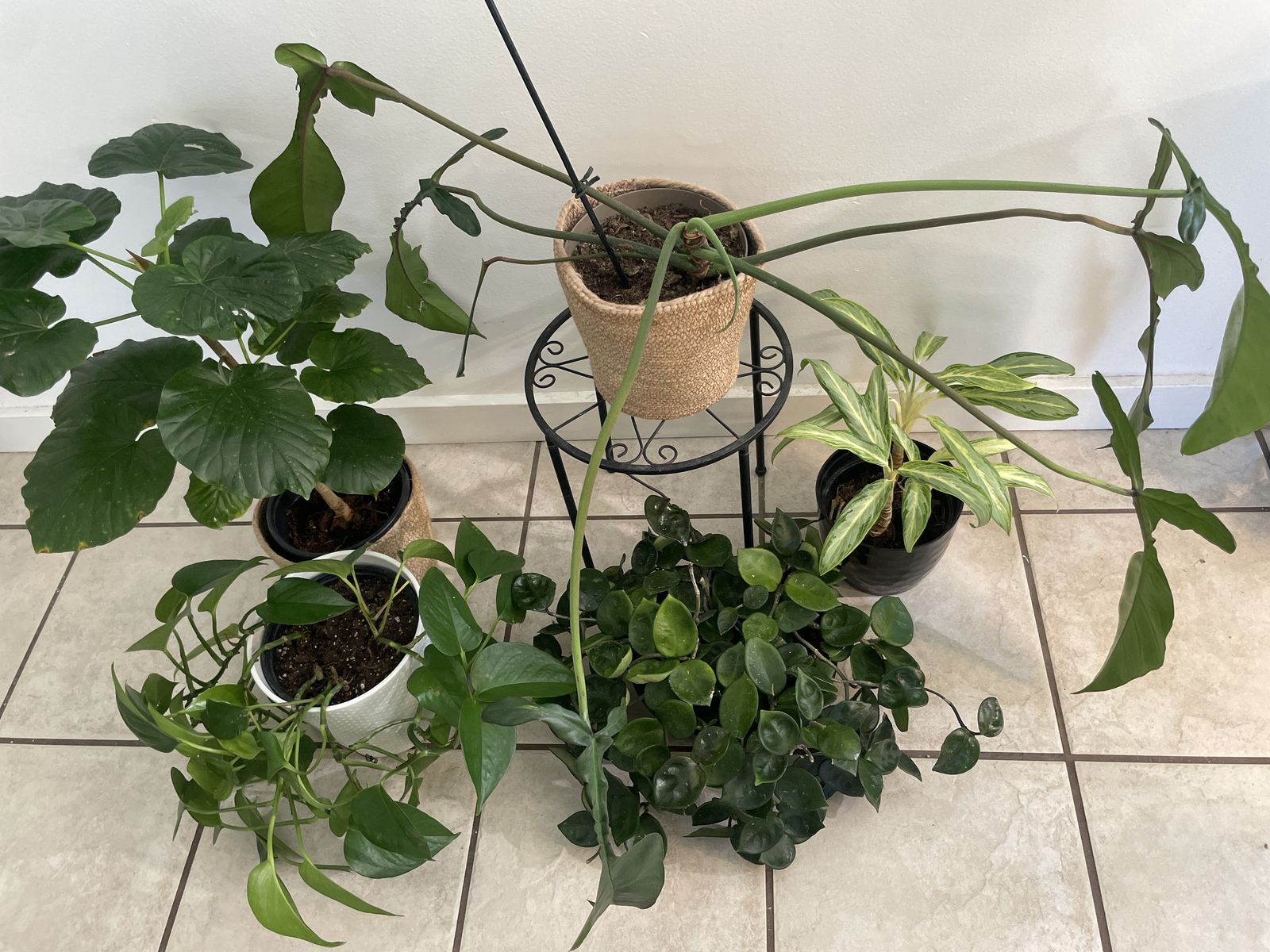 Ficus, Pothos, Hoya, Philodendron, Aglaonema