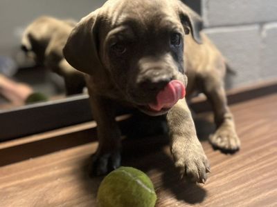 Purebred Blue Cane Corsos AKC/CKC
