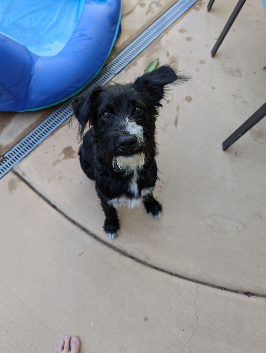 We are rehoming our sweet Captain - Adult Only Home Needed with Experienced Dog Owner.