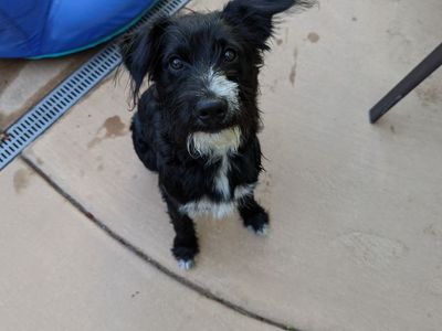 We are rehoming our sweet Captain - Adult Only Home Needed with Experienced Dog Owner.