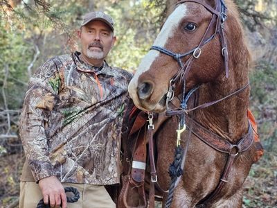 Quarter Horse