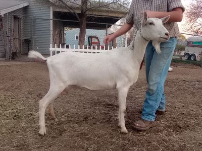 Saanen Milker