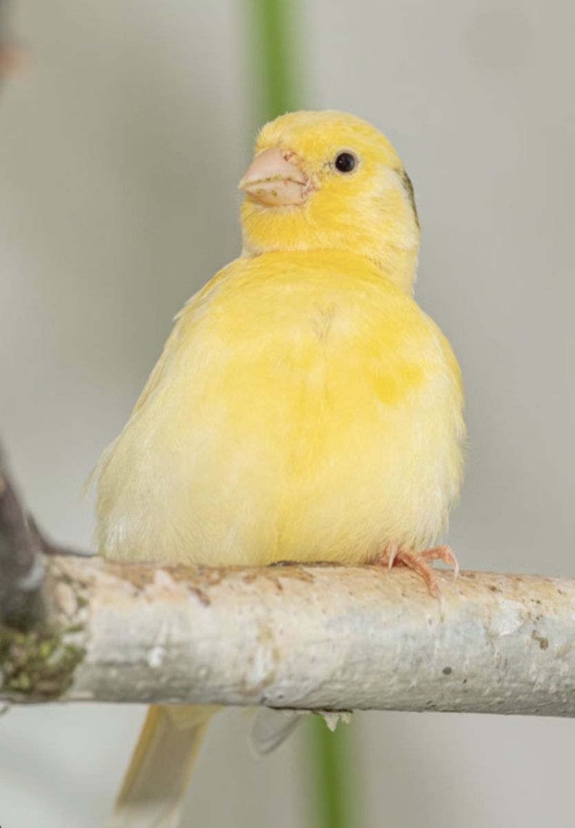 Young canaries for sale