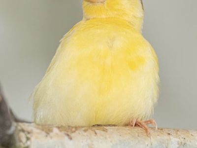 Young canaries for sale