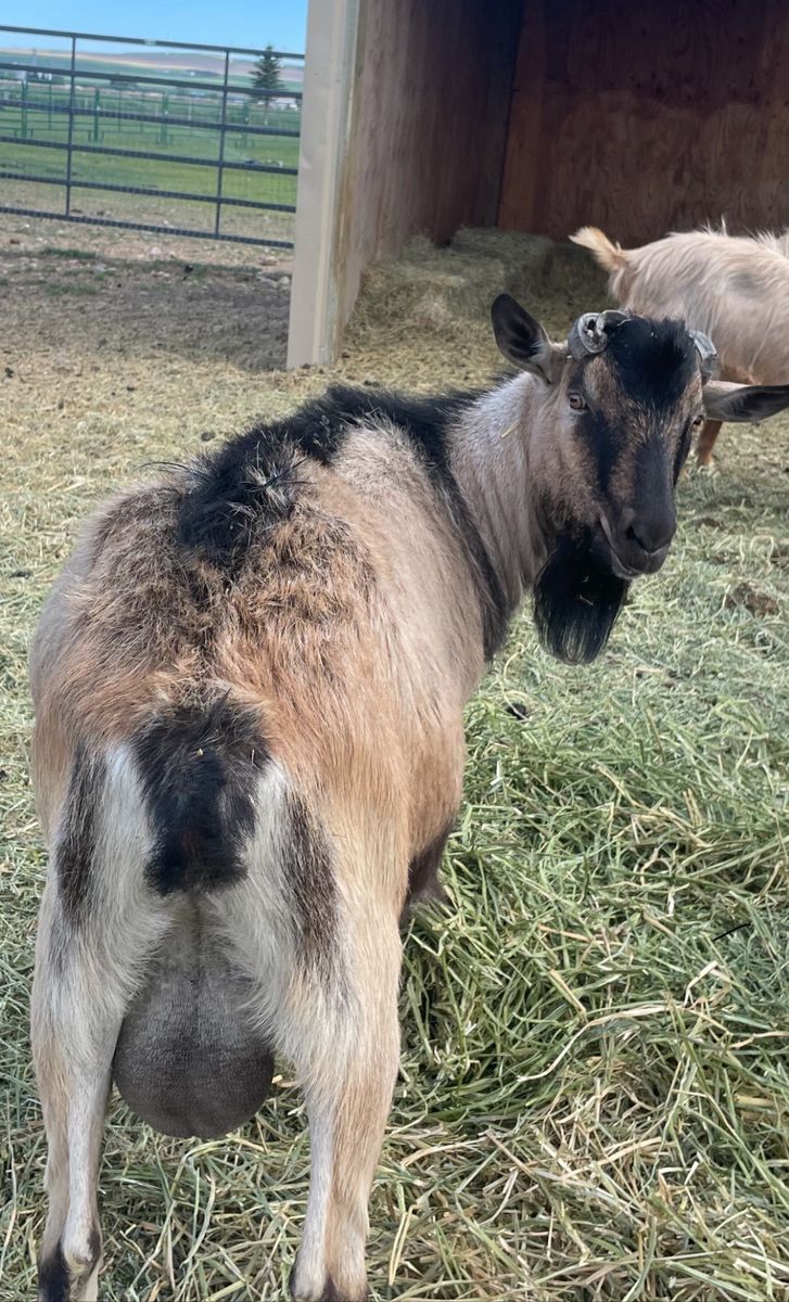 Purebred Alpine Goat Buck