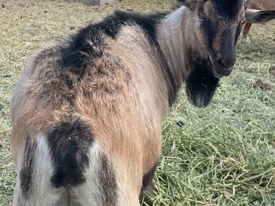 Purebred Alpine Goat Buck
