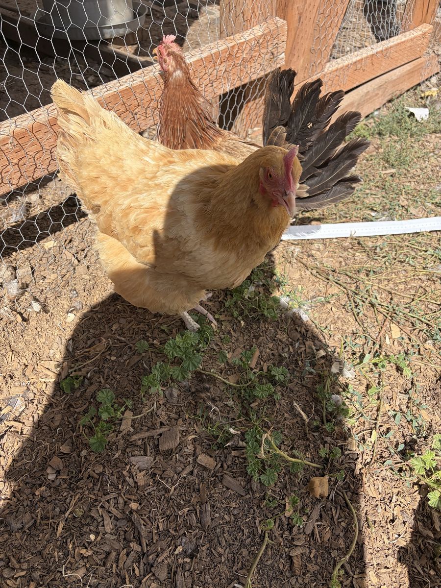 Chicken 2.5 years old