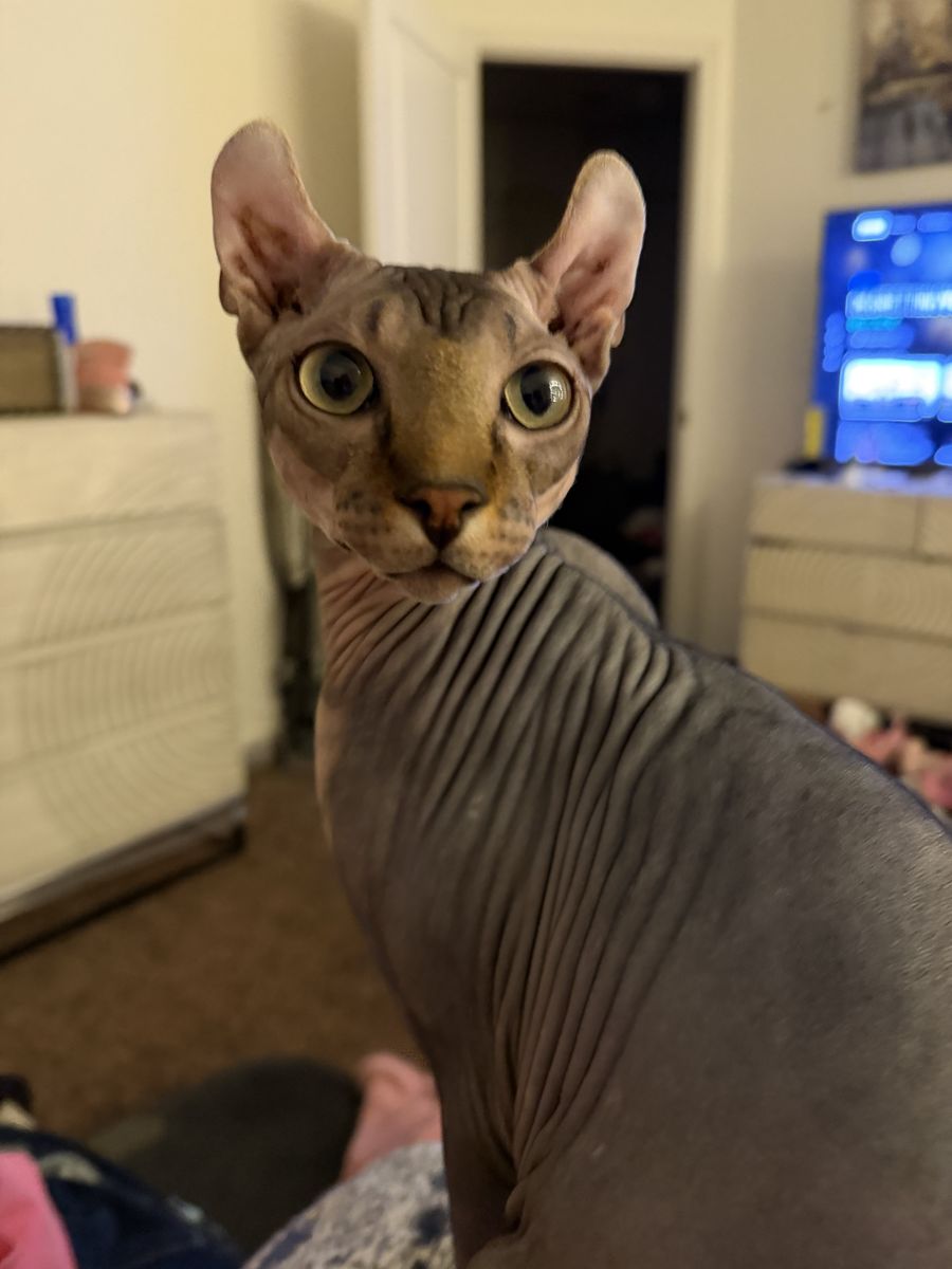 Sphinx- hairless with elf ears