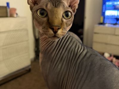 Sphinx- hairless with elf ears
