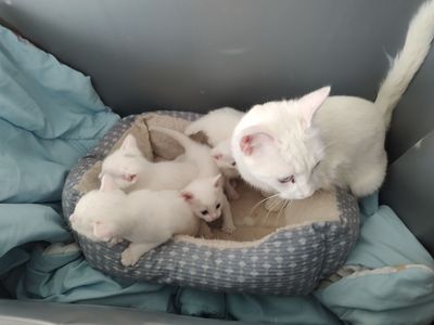 Kittens