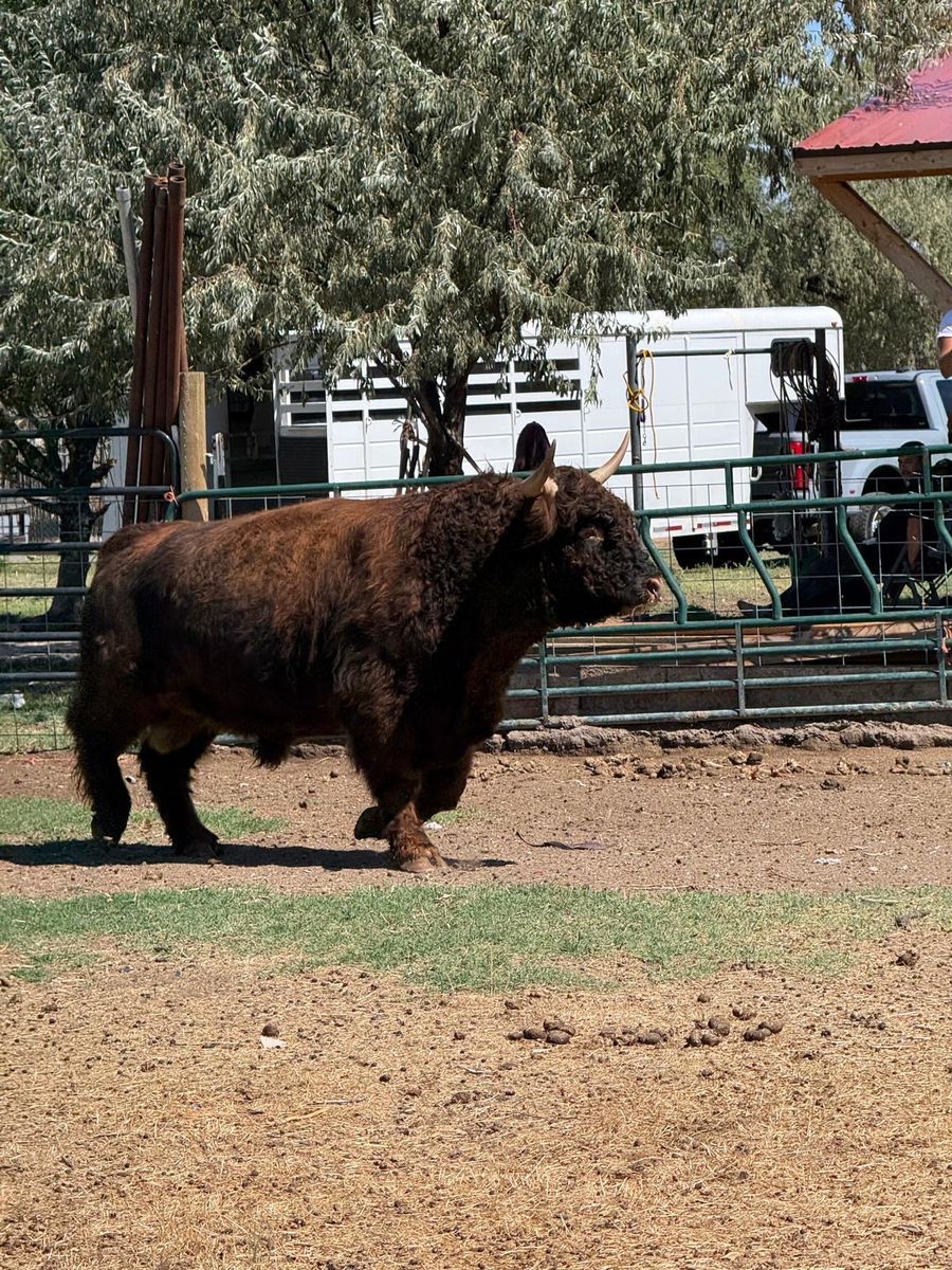 Registered Highland Cows