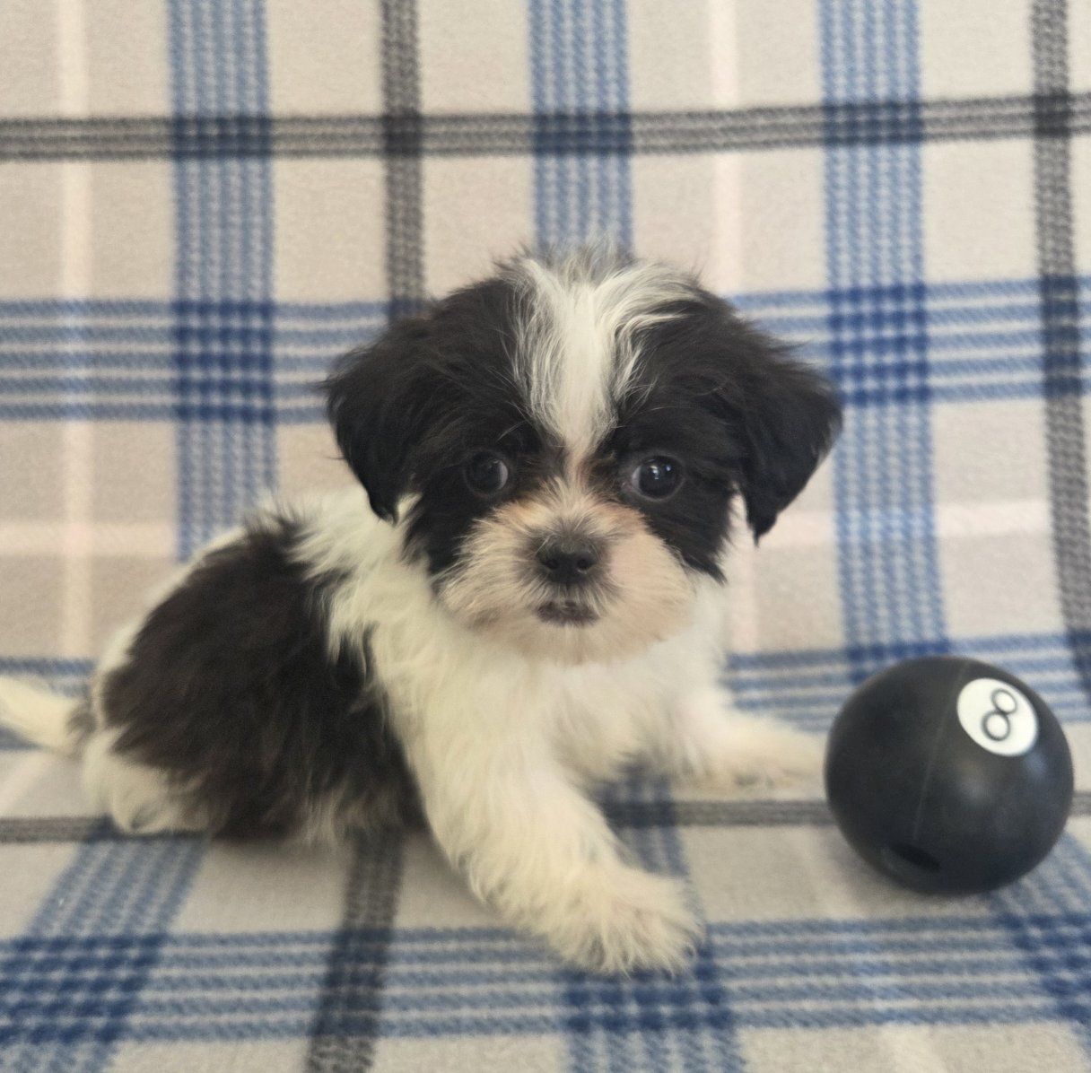 CUTE SHORKIE PUPPIES!