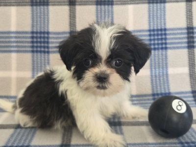 CUTE SHORKIE PUPPIES!