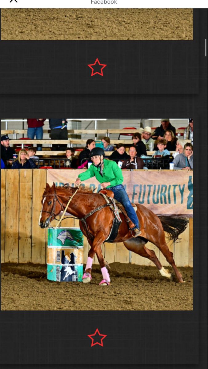 5 year old mare/ Barrel Horse