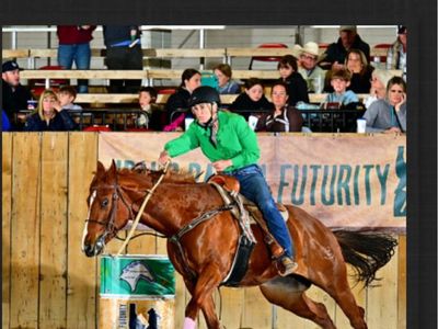 5 year old mare/ Barrel Horse