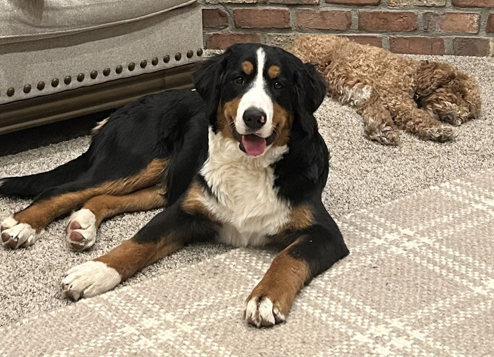 AKC Full Registration Female for sale