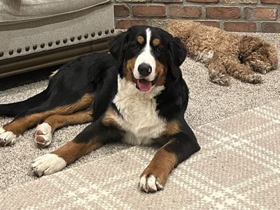 AKC Full Registration Female for sale