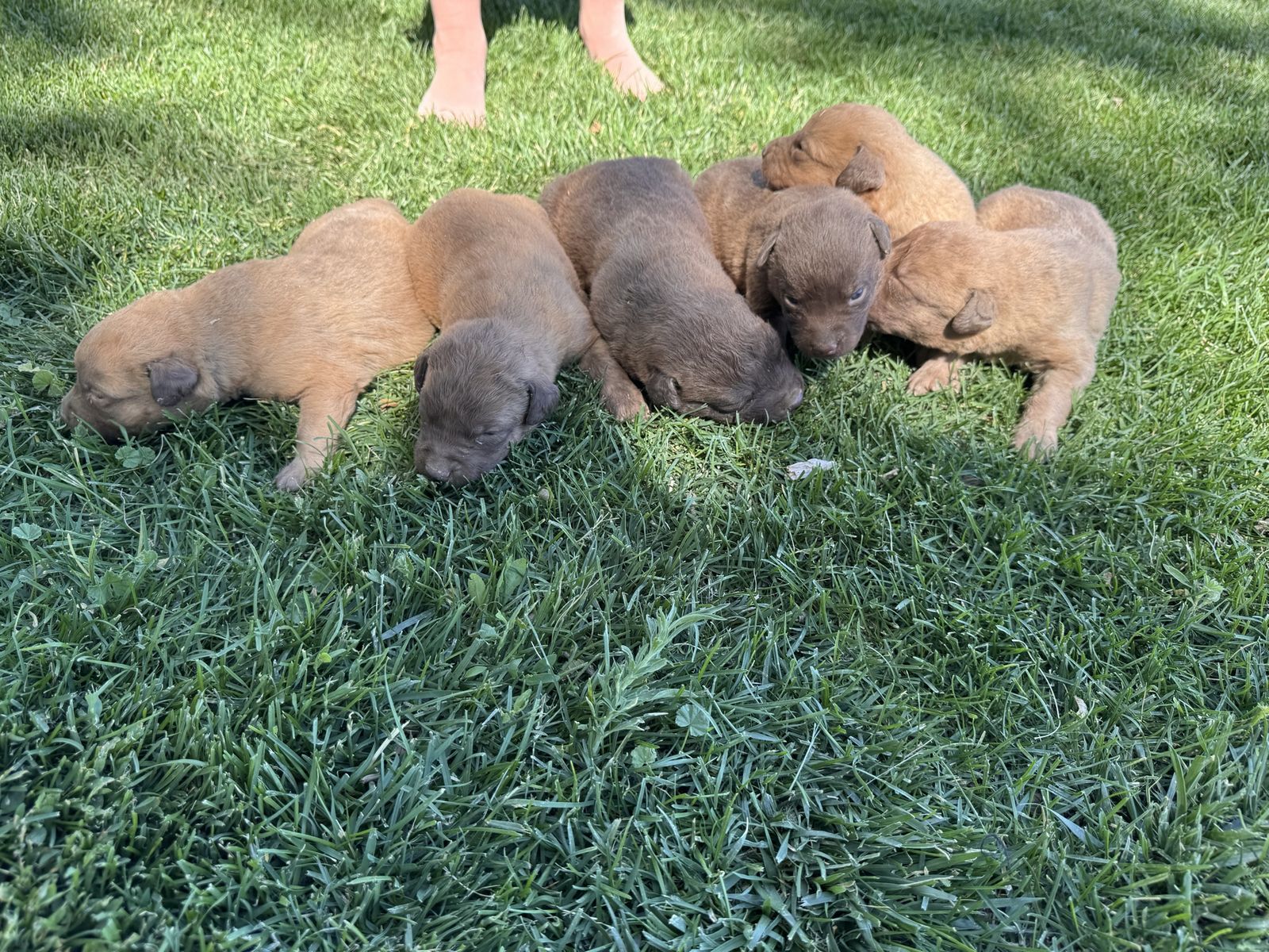 Chesapeake Bay Retriever Puppies