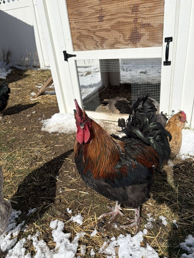 Black Copper Maran Rooster