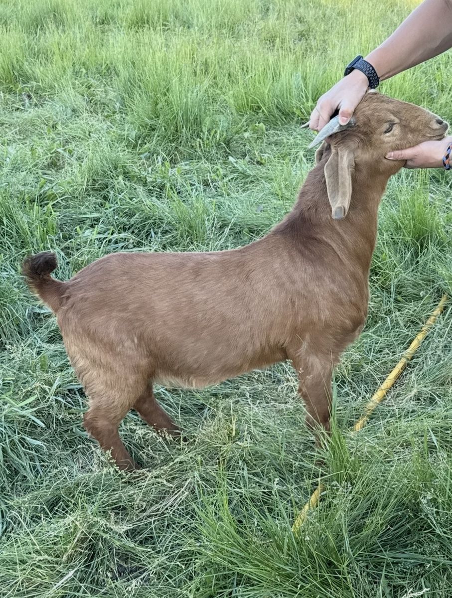 Brown Boer Buckling