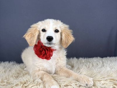Liberty – Flat Coat Golden Doodle (Female)