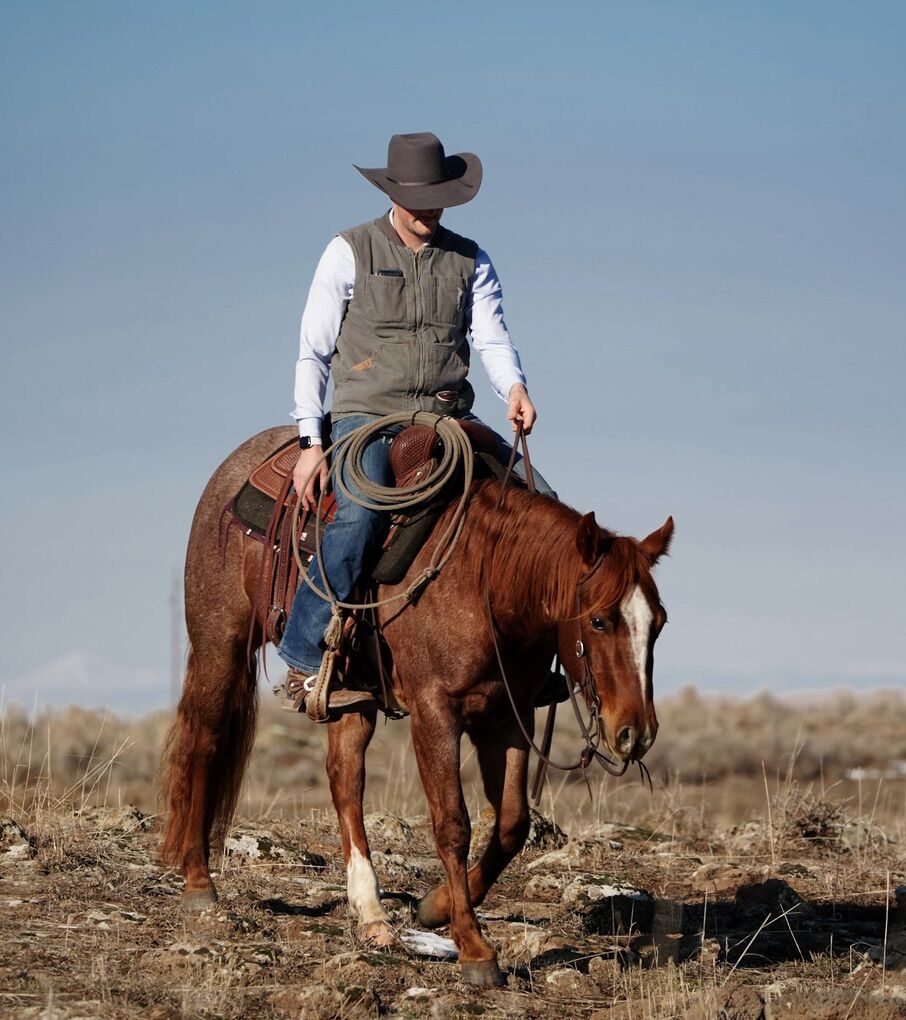 3 Yr Old Metallic Cat Grandson