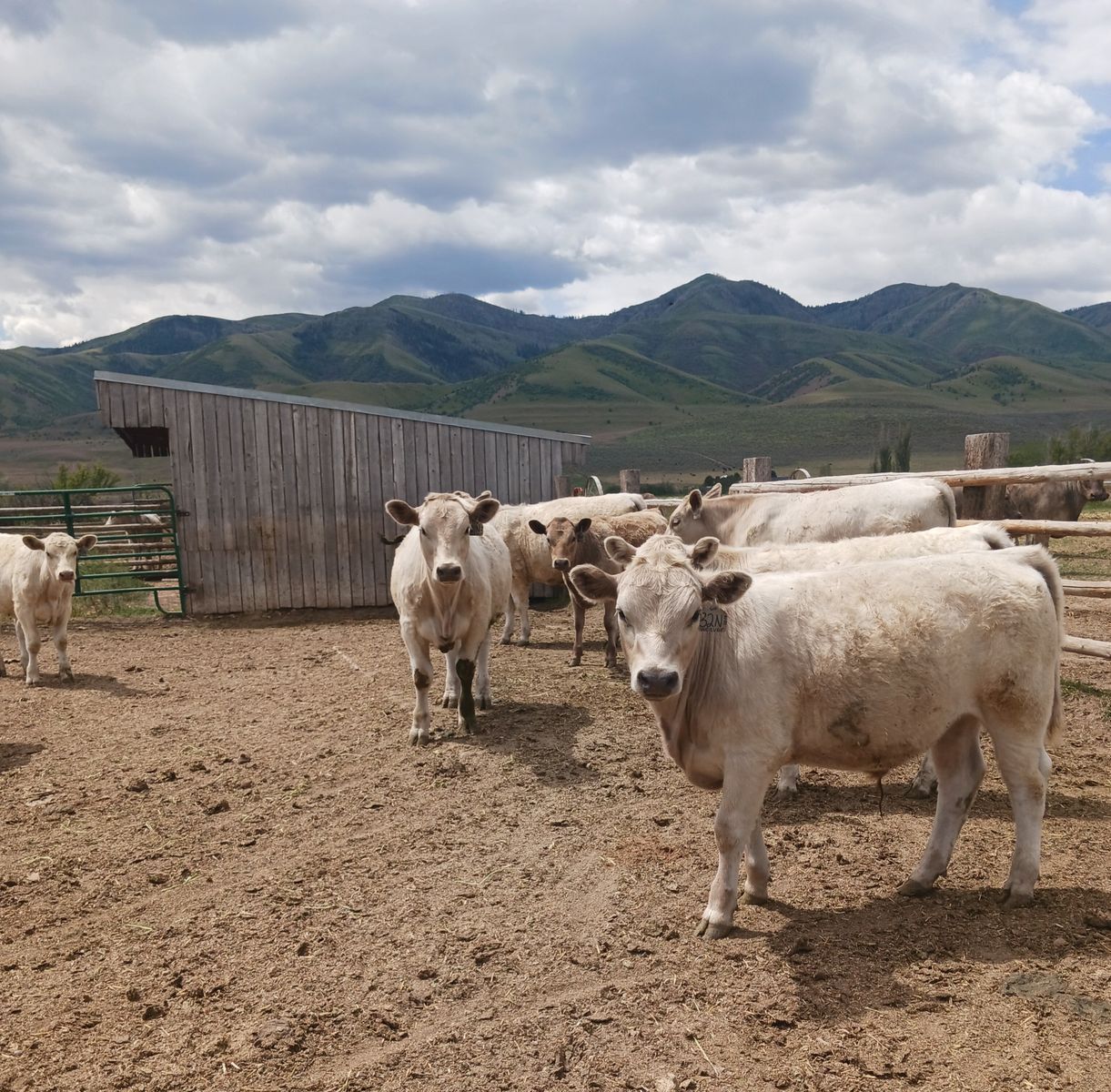 Beef Steers