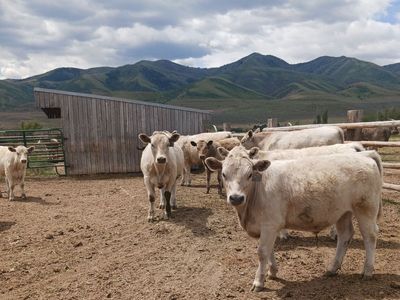 Beef Steers