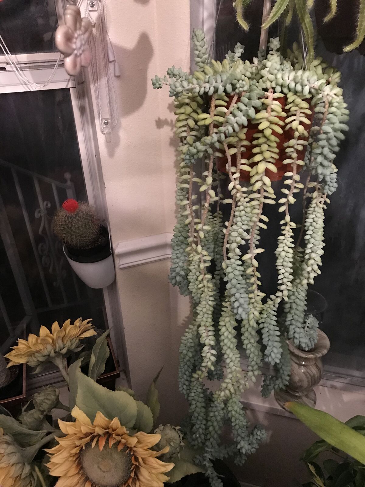 Donkey Tail house plant for sale