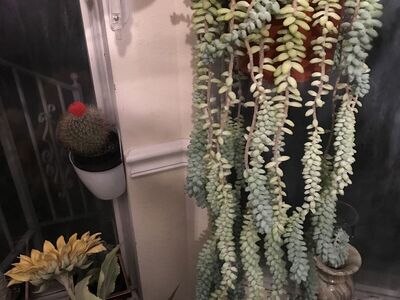 Donkey Tail house plant for sale