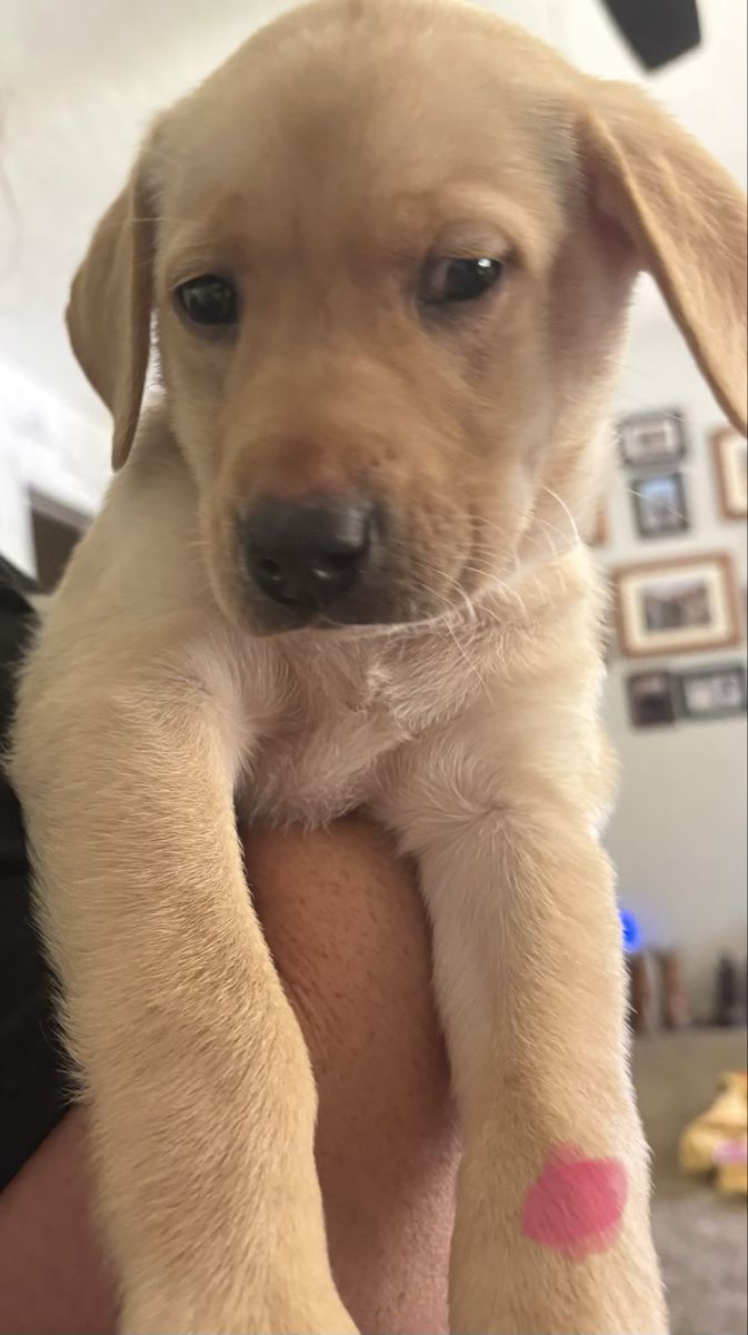 Lab Puppy