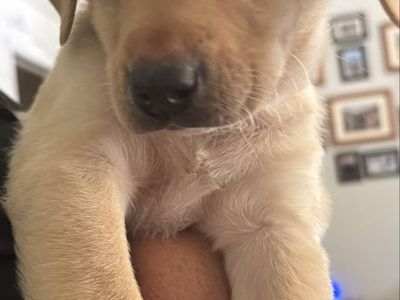 Lab Puppy