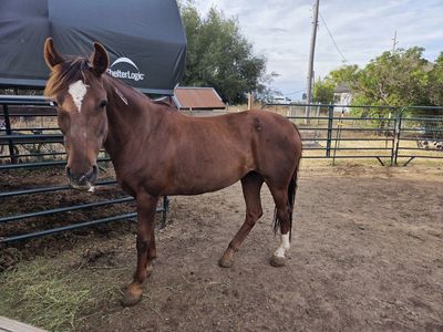 mustang mare