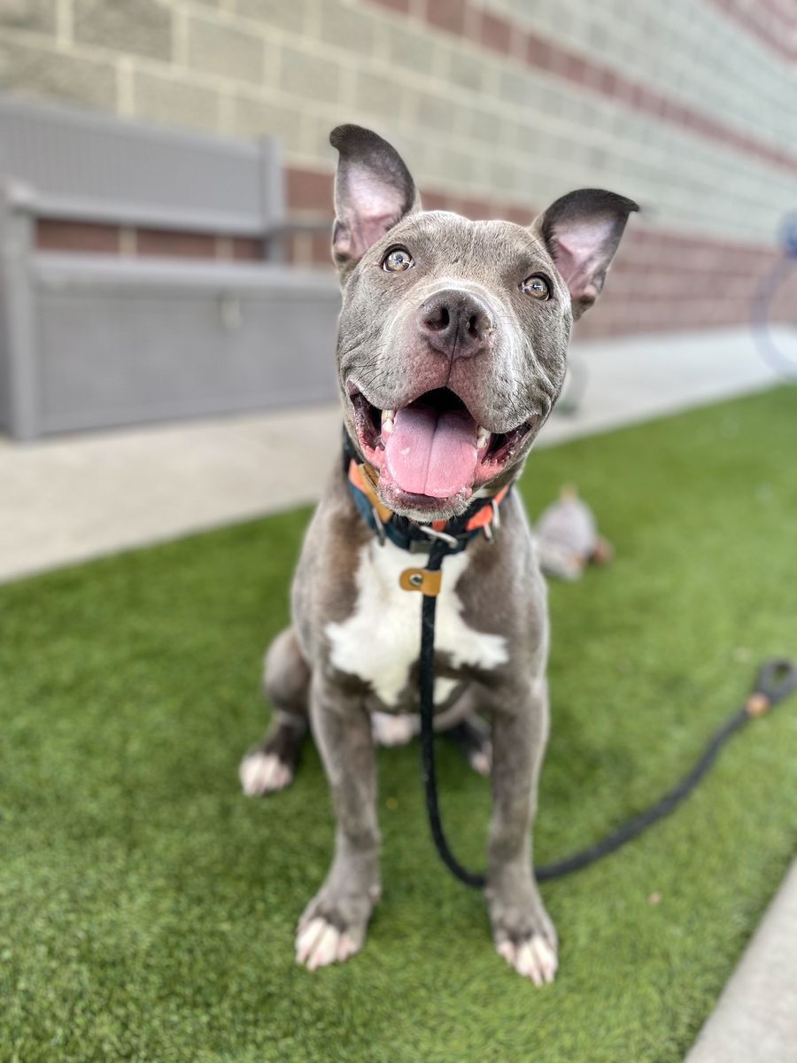 A162130 Tabasco is Available for Adoption!