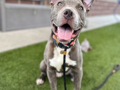 A162130 Tabasco is Available for Adoption!