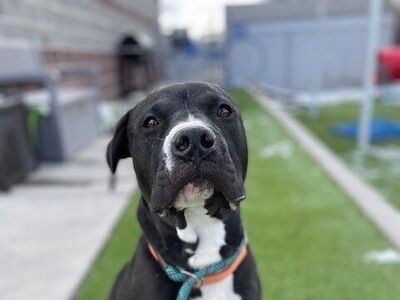 A160107 Churro is Available for Adoption!