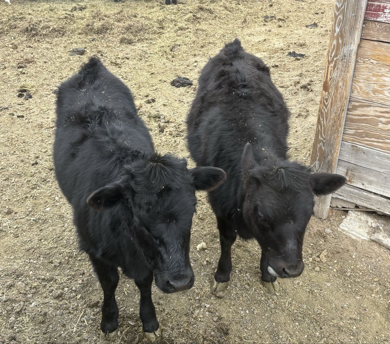 Dexter Heifer Calves (miniature)