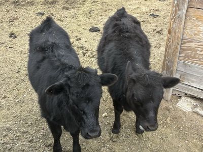 Dexter Heifer Calves (miniature)