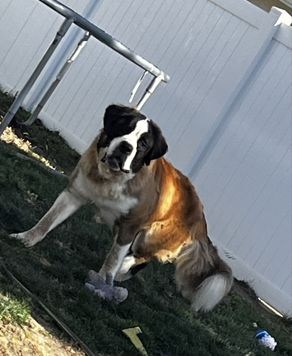 Saint Bernard