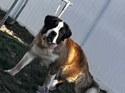 Saint Bernard