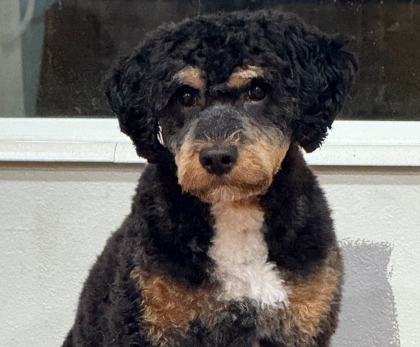 Tri-color STUDS Bernedoodle Aussiedoodle Bernese Cavapoo Mountain Poodle Merle Phantom F1 F1B Cavalier